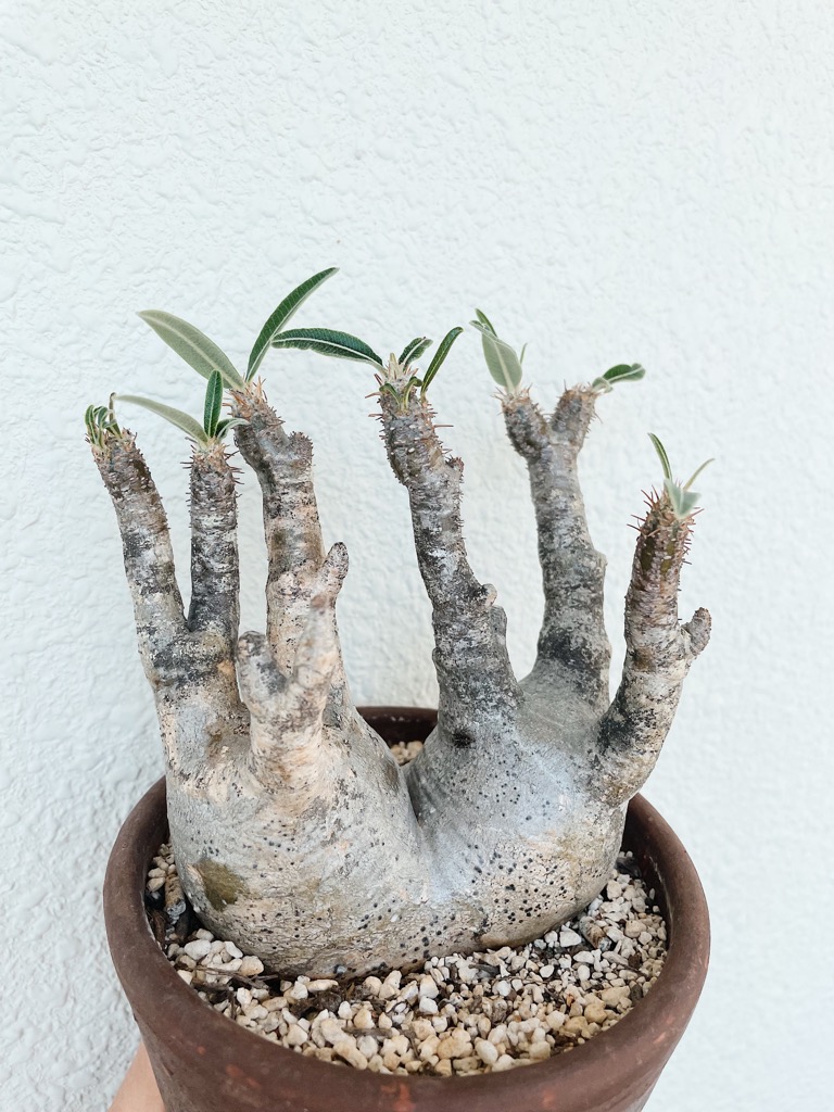 塊根植物はどこで買える おすすめの種類と相場や通販 販売場所を紹介 Nanaブログ